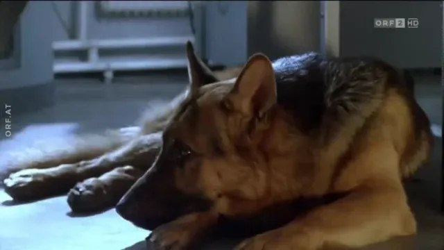 Кадры из сериала Комиссар Рекс (1994)