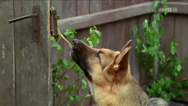 Кадры из сериала Комиссар Рекс (1994)